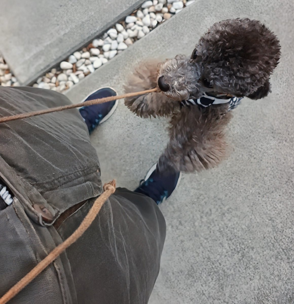 coastocn2's tweet photo. おはプードル🐶🐾8/1(土)37℃24℃

ポ♪

最近アンジーさー、ご飯とかおやつとか何か要求するのにシャツの裾とか噛んで引っぱったりする癖が付きつつあるのね。んで昨日ついにパンツ越しに大事なところの先っぽ噛みやがってイテェー！っつーのww
今月もよろしくお願い致します✨ https://t.co/xgCdDhQeSY