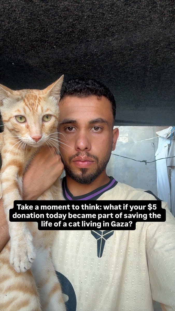 Mo7mmd30's tweet photo. $5 may seem like a small amount, but for the cats I care for in Gaza, it could mean so much. It could provide food, save the life of a tiny kitten, help a nursing mother struggling to feed her babies, or support other hungry cats simply trying to survive.

Take a moment to think: what if your $5 donation today became part of saving the life of a cat living in Gaza? What if those same $5 helped save more than one cat?

Every contribution, no matter how small, becomes a real source of hope when combined with the kindness of others.

If you are able to help, please donate to my campaign and share my story with others.

Your support today could give these cats another chance at life and help me continue caring for them despite everything we are going through.

https://t.co/pEmeaRg2DH