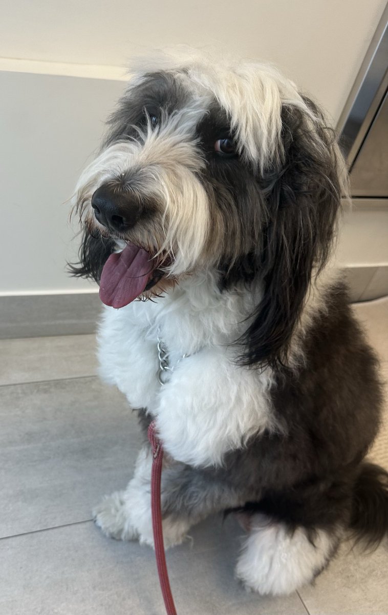 Kidsdoc1Rick's tweet photo. Long day with patients and now at the vet’s for my little buddy who has an abscessed paw. Apparently a dog’s temp of 38.5 ° C is normal but glad I brought him in.
#DogParenting https://t.co/Fb6nA3hJZT