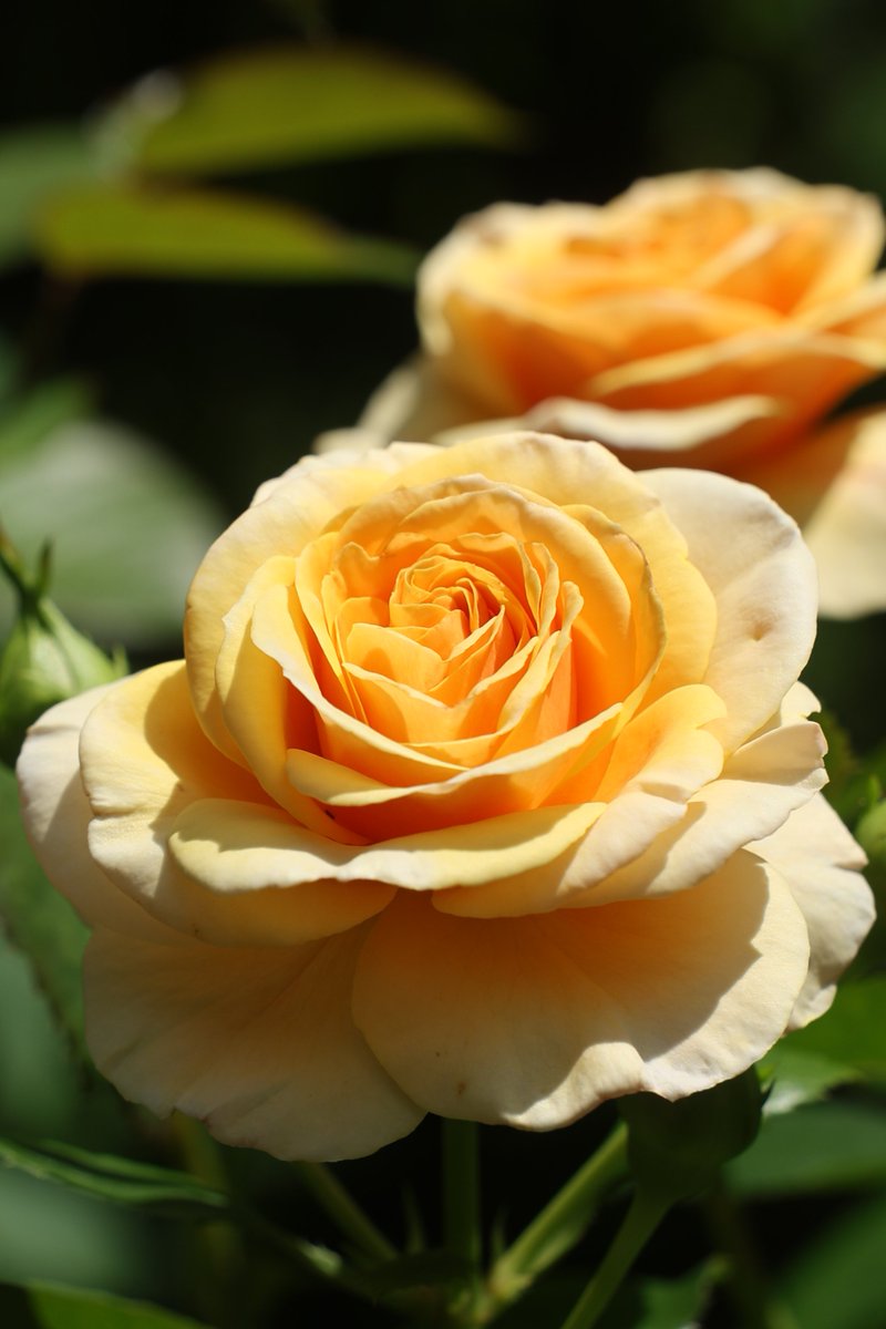 gontanokoneroku's tweet photo. Rose 😁

#Photography #Flowers #Rose https://t.co/VD9tinp3sn