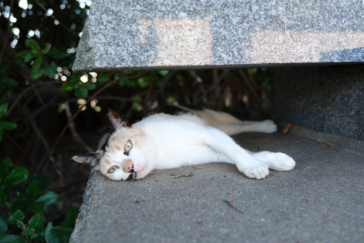 predictabo's tweet photo. 暑い×日陰×無気力

#猫
#ねこ
#ねこ好きさんと繋がりたい
#猫写真
#cat https://t.co/YJ19dqbOW6