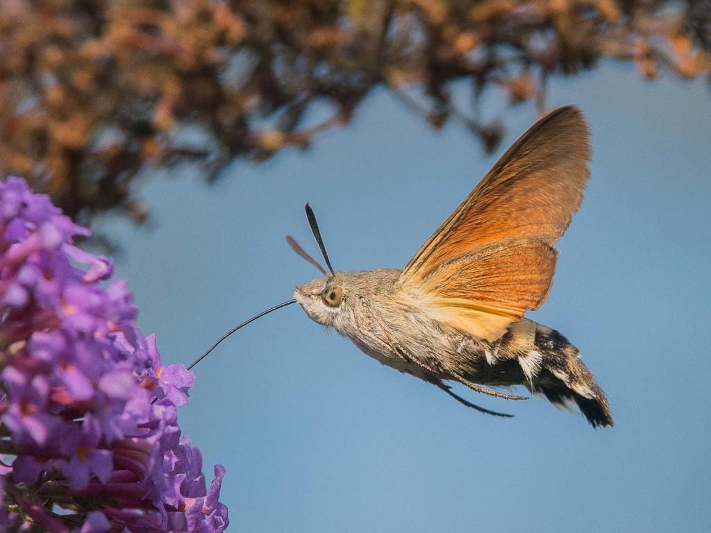 Shiskine's tweet photo. @exitthelemming I was down visiting my brother and his wife in Frome and we spotted a Hummingbird Hawk Moth in their garden. Very distinctive and it really did look very like a Hummingbird 😉 https://t.co/OX1m0AUD3n
