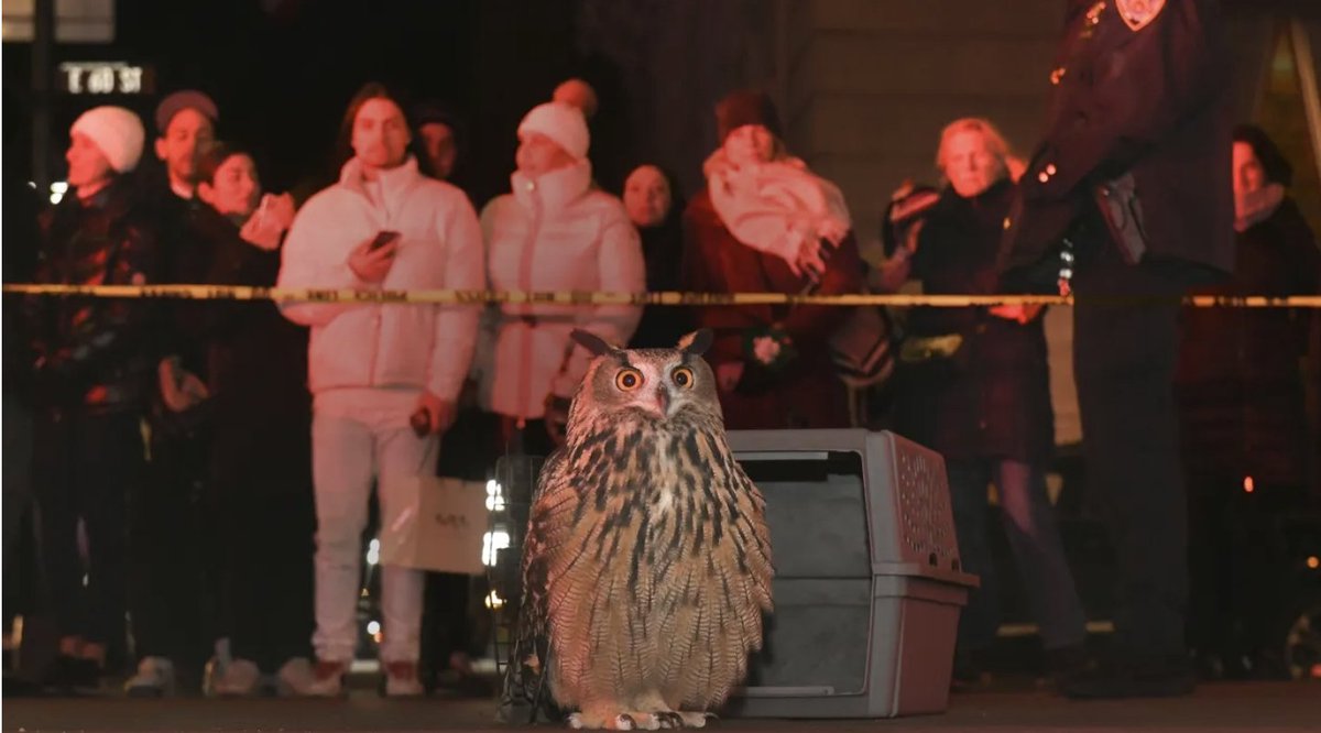 ATLFilmCritics's tweet photo. AFCC member Christopher Campbell (@thefilmcynic) lets us know about documentaries coming out this week including #WildInside about Flaco, the owl who captivated New York City after escaping from the Central Park Zoo https://t.co/4MQcLYfSl3  #AFCC #MovieReview #ForTheLoveOfMovies https://t.co/HIstN2c4yb