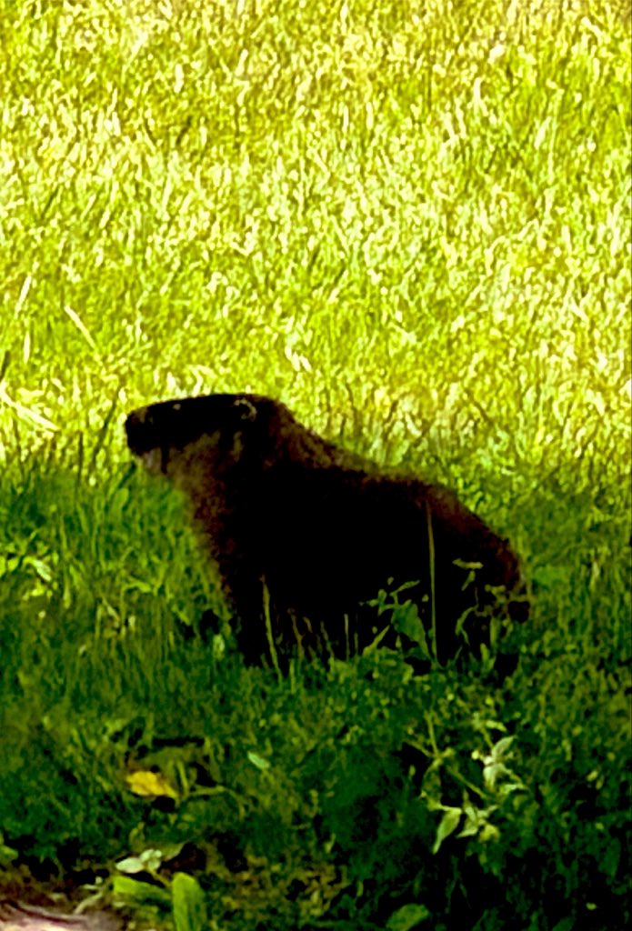 Flawwed1Art's tweet photo. Here we have just a sampling of the non-domesticated animals on the farm. I’ve seen a huge variety of birds, including Heron and great horned owls. You also hear coyotes at night often in the distance from all directions.
#Karvan #Caravan #StarForge https://t.co/lU6sL7MBMw