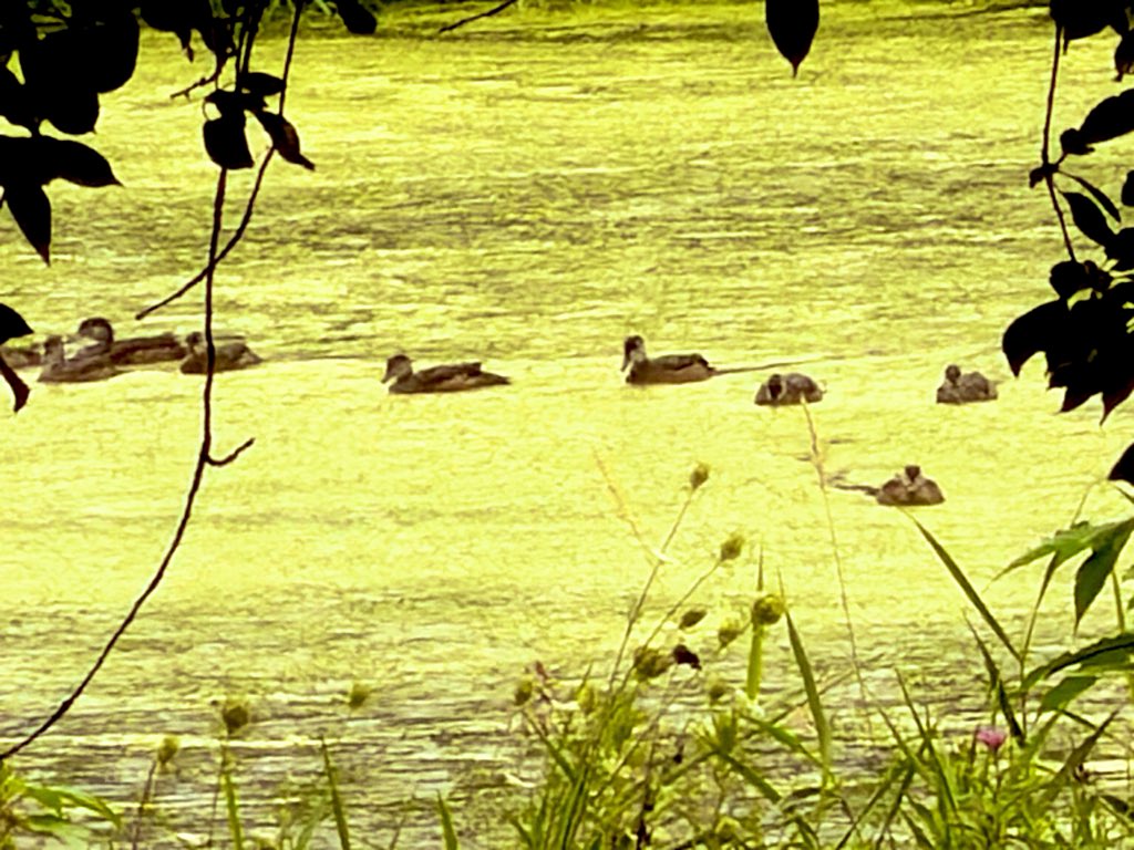 Flawwed1Art's tweet photo. Here we have just a sampling of the non-domesticated animals on the farm. I’ve seen a huge variety of birds, including Heron and great horned owls. You also hear coyotes at night often in the distance from all directions.
#Karvan #Caravan #StarForge https://t.co/lU6sL7MBMw