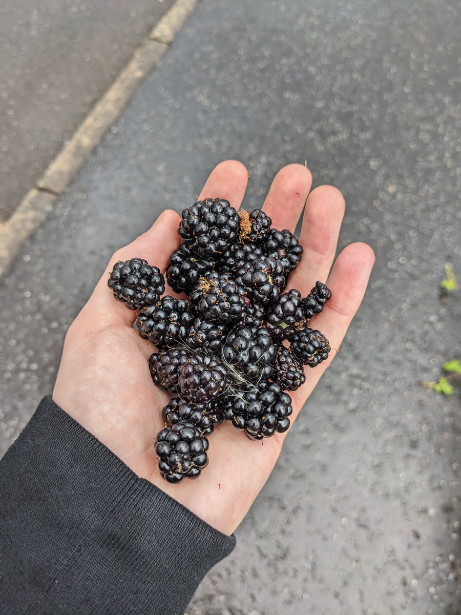 spaiseoir's tweet photo. In my blackberry foraging era https://t.co/HDBoZqpcfu