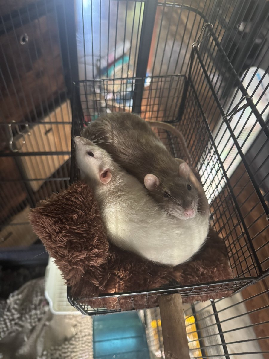 RatsPicnic's tweet photo. Lila cuddling with Grub today ❤️ https://t.co/kpFZas2pf7