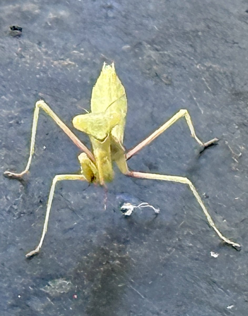 Stewartmolander's tweet photo. Praying Mantis staring us down from a trash can lid in the park https://t.co/uPmaqLQy3N