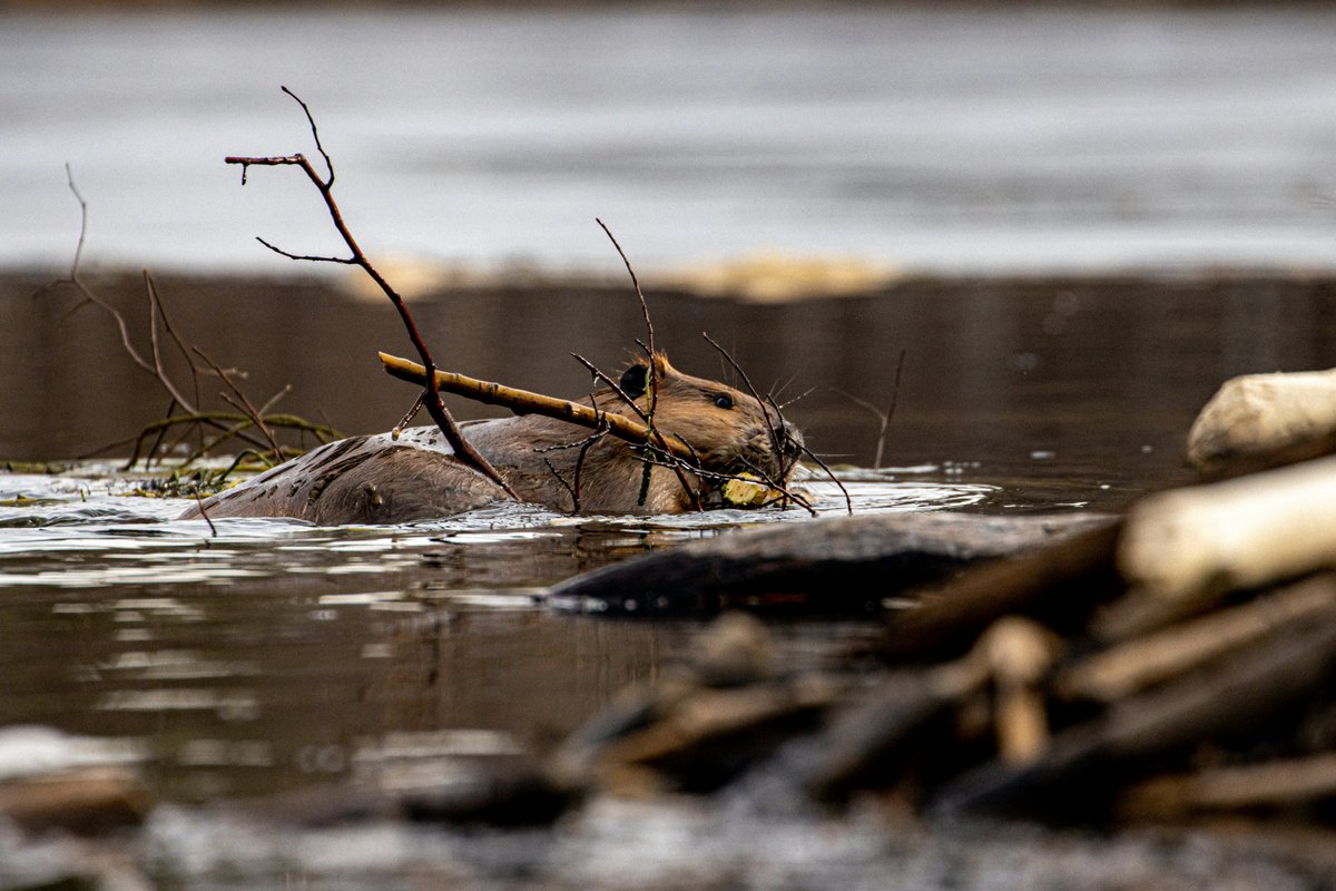 NINP_org's tweet photo. Wildfire mitigation often costs thousands of dollars per mile. Meanwhile, beavers are doing parts of the same job for free.

Researchers looked at 20 years of satellite data from five major western wildfires that occurred in recent decades. Land next to streams that didn’t have beaver dams lost 51% of its greenery during those fires. On the other hand, land with beaver dams only lost 19%. The land was roughly 3x more resistant.

When beavers dam streams, it floods the surrounding area. This keeps water tables high and soil saturated. Damp earth doesn’t burn easily. And all it takes is one beaver family to maintain several kilometers of river by themselves.

We spend billions of dollars trying to suppress and prevent wildfires every year, but it turns out some of our most efficient solutions to problems already exist in nature itself.