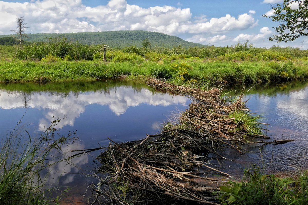 NINP_org's tweet photo. Wildfire mitigation often costs thousands of dollars per mile. Meanwhile, beavers are doing parts of the same job for free.

Researchers looked at 20 years of satellite data from five major western wildfires that occurred in recent decades. Land next to streams that didn’t have beaver dams lost 51% of its greenery during those fires. On the other hand, land with beaver dams only lost 19%. The land was roughly 3x more resistant.

When beavers dam streams, it floods the surrounding area. This keeps water tables high and soil saturated. Damp earth doesn’t burn easily. And all it takes is one beaver family to maintain several kilometers of river by themselves.

We spend billions of dollars trying to suppress and prevent wildfires every year, but it turns out some of our most efficient solutions to problems already exist in nature itself.