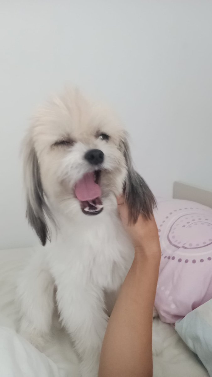 JavierBejar6's tweet photo. @Enezator Ella es Zoe, es la princesa de la casa!!!! https://t.co/rQNrXTIHEv