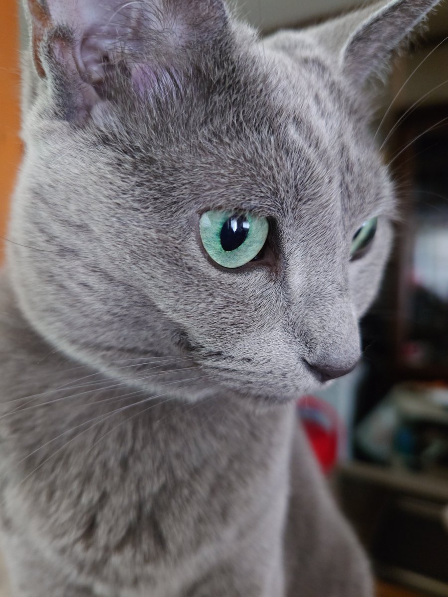 56jonjoe's tweet photo. #猫のいる暮らし #土アップ祭 https://t.co/mtaHhCH5ls