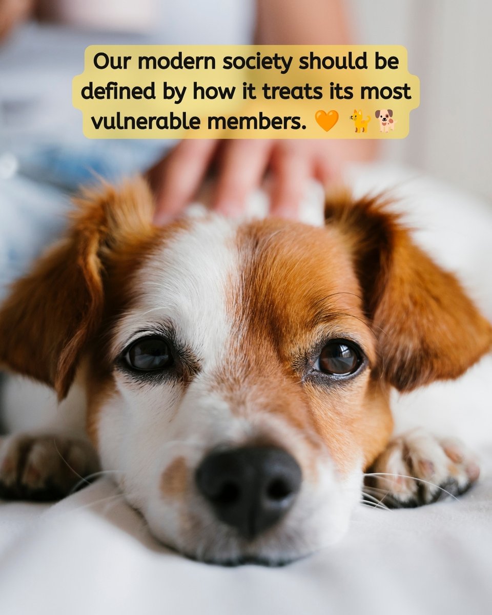 AnnaArnstein's tweet photo. 🧡 Our modern society should be defined by how it treats its most vulnerable members.

🐶🐱 Safeguarding our pets through legislation isn't just about animal welfare—it is a reflection of our shared humanity.

🏛️✨Let's build a beautiful, respectful, compassionate society, where we can all live and thrive together! 🧡

#AnimalWelfare #ProtectOurPets #AnimalRights