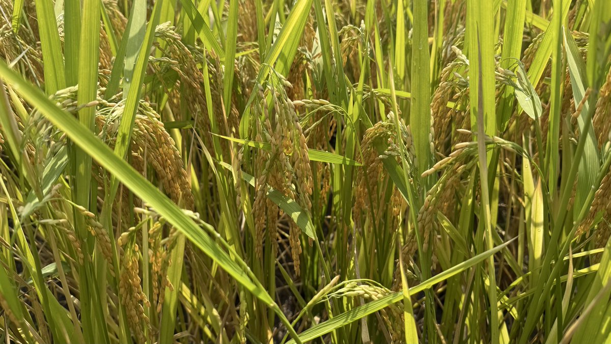 JHardke's tweet photo. Arkansas Rice Update 7-31-26
https://t.co/t69qhjeWgo

Harvest, drain timing, harvest aids for weed control, &amp; markets. https://t.co/Pm5LpcWvWq