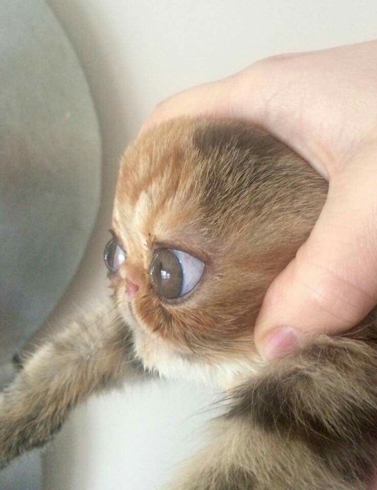 twaniimals's tweet photo. https://t.co/82Sjv4yB7a