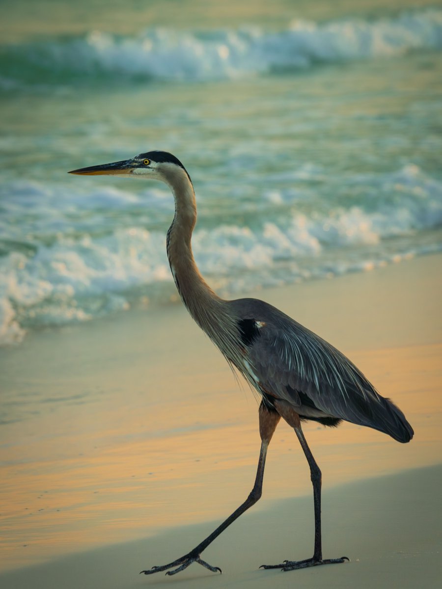 IslandHouseob's tweet photo. Wildlife is waiting in Orange Beach! 📸 

Grab your camera and explore the natural beauty of the Alabama Gulf Coast. From the endangered Alabama Beach Mouse to 360+ bird species, there is always something incredible to discover.
Book your stay: https://t.co/pXHzxBaW9H https://t.co/qTYohjREzL