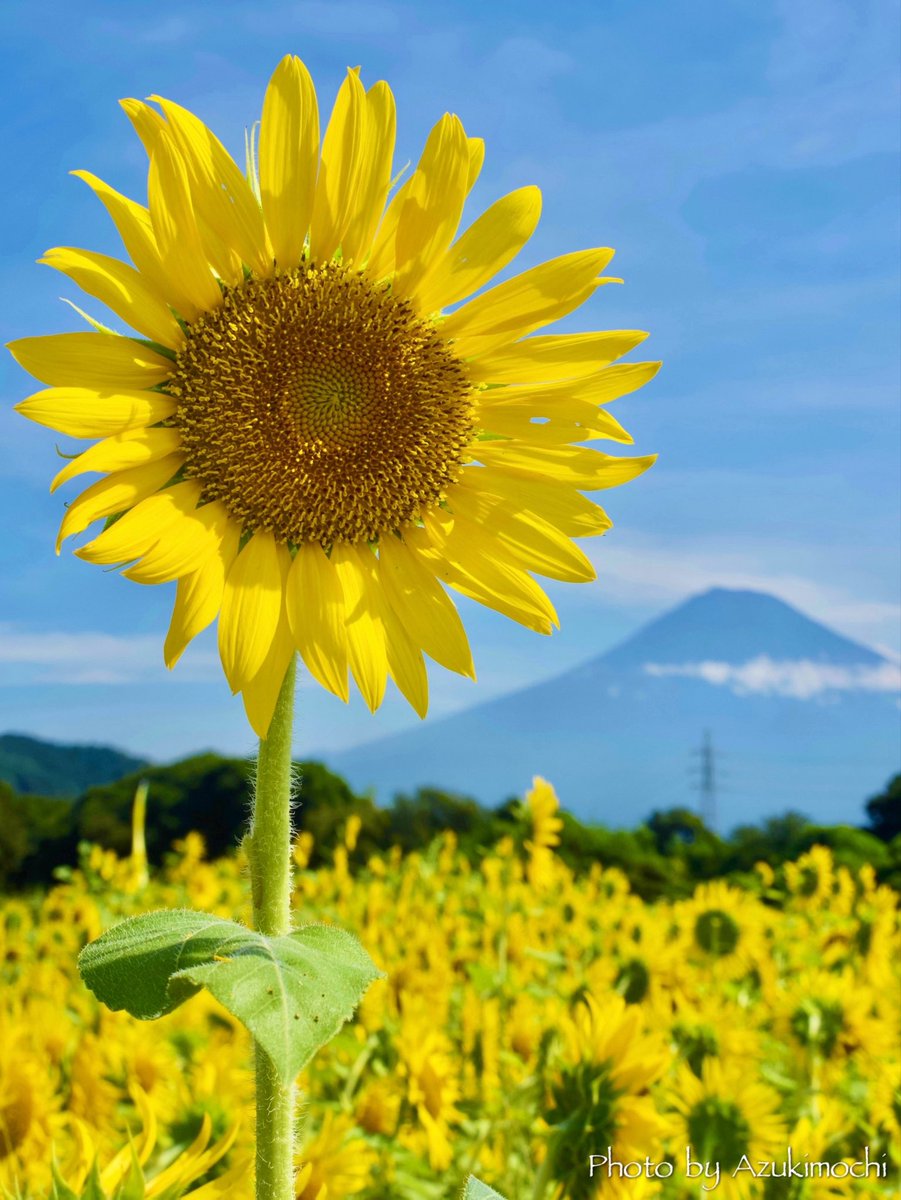 azukimochi_room's tweet photo. おはよう富士山🗻🌻*:･ﾟ https://t.co/RZs9W9Ac8Z