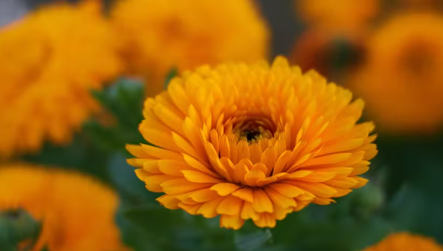 CallendulaOPT's tweet photo. https://t.co/RuNMhc6nwy