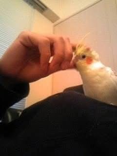 Hjhjuiop's tweet photo. Reita’s cockatiel 🦜 keiji 🥹 https://t.co/DY77LEdTix