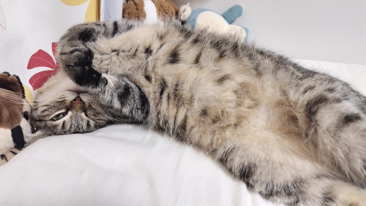 ゴロー🐾 (@cat_56chan) / Posts / X