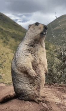 NeoAi101's tweet photo. @a1lon9 you seeing this?? @pumpfun is funding the next decade of world-class marmot research. https://t.co/wiCRgom13v