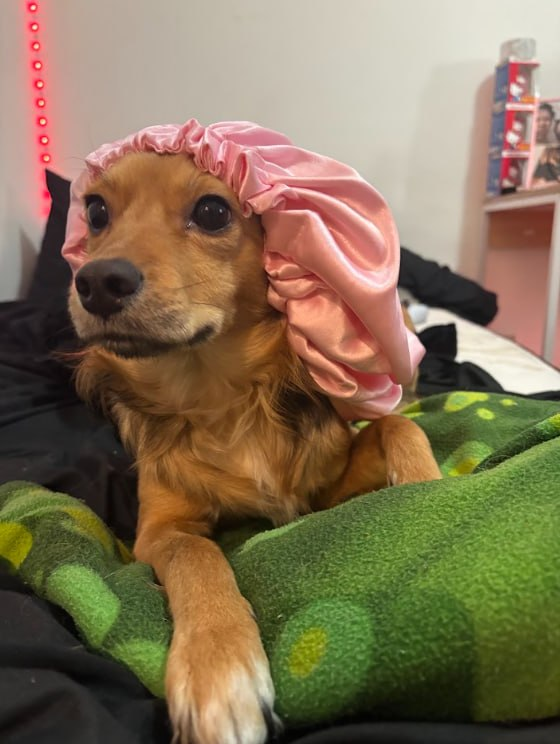 sofiaaxee's tweet photo. name a famous dog but it can’t be scooby doo https://t.co/bVX0TJ2b4M