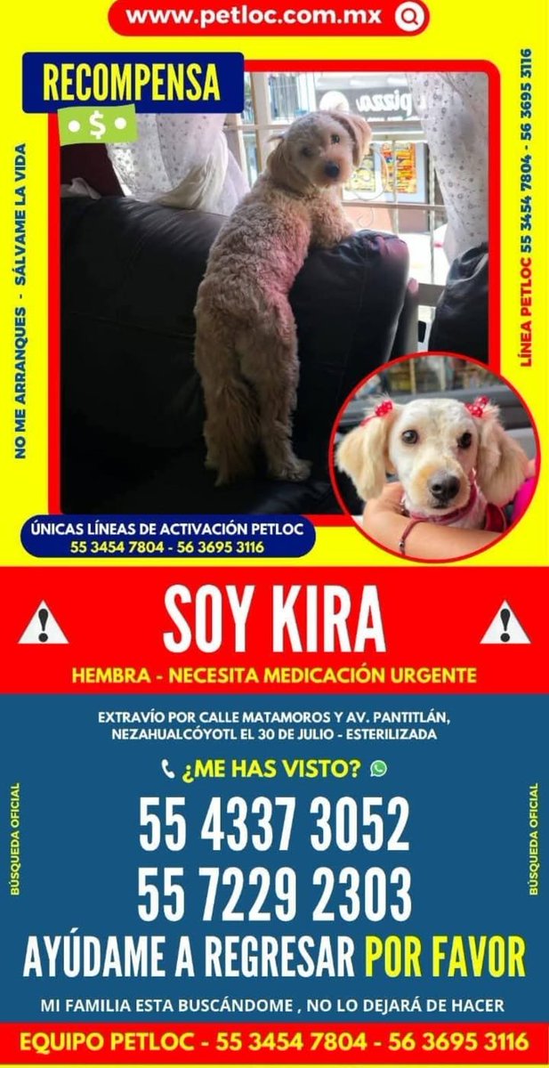 VIBRAmascotas's tweet photo. #sos #extraviada #Neza #comparte #difunde https://t.co/0p76Y3U6Li