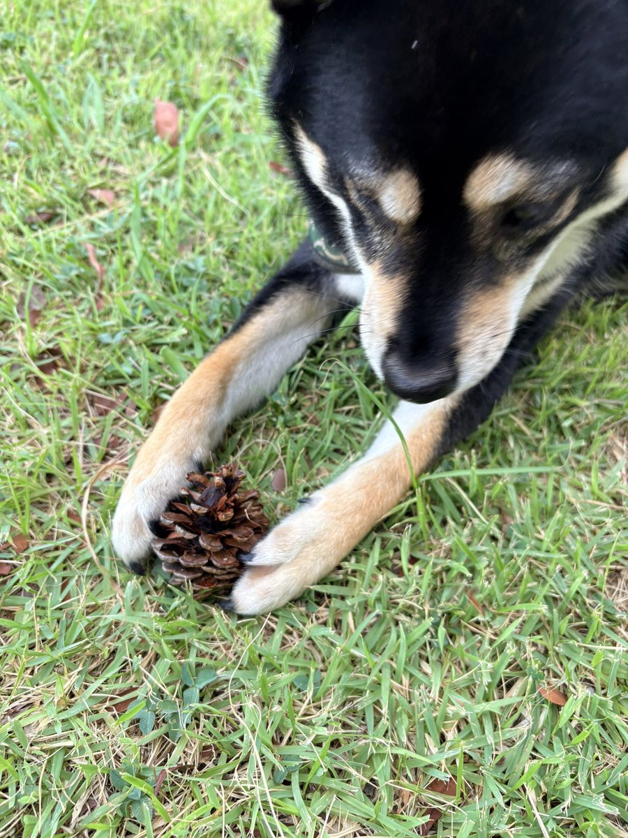 okoge_kawaii_i's tweet photo. 友達に犬の写真送ったら、
パンのトングに見えるって言われて面白かった https://t.co/VyYdn6fYBE