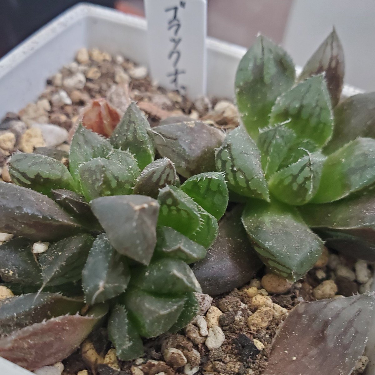 ハオルチア