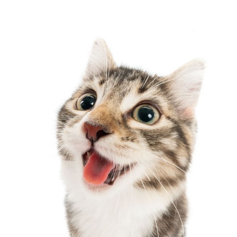 PunchingCat's tweet photo. https://t.co/0FlBdme8VN
