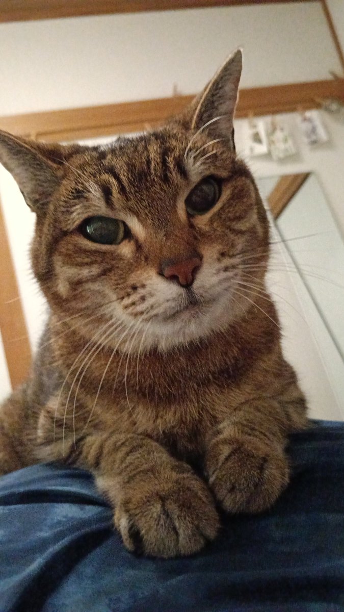 shalfe0121's tweet photo. おはようございます #猫  #cat  #猫のいる暮らし  #猫好きさんと繋がりたい https://t.co/HvLh0LdxRM