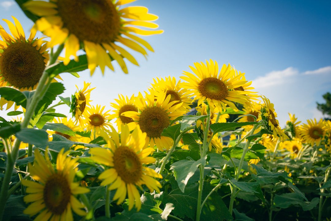 SpringFall1107's tweet photo. 季節
#flowerlovers
#tokyocameraclub https://t.co/FJAk89cuRZ