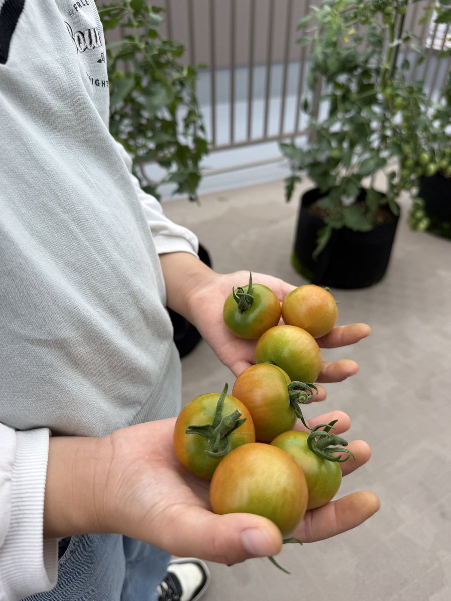 apartment_labo's tweet photo. 家庭菜園のトマトがやばい。

400個採れたら上出来と思っていたら、1000個ペースで採れています。一株250個。想定の2.5倍です。友達や家族に配っているんですが、それでも追いつきません... カレーやトマトスパゲティにしていますがトマトが採れすぎたとき、みなさんならどうしますか。

ちなみに、やったことは、1本仕立て、3年使った土に栄養を追加し再生、わき目を取るだけです。
