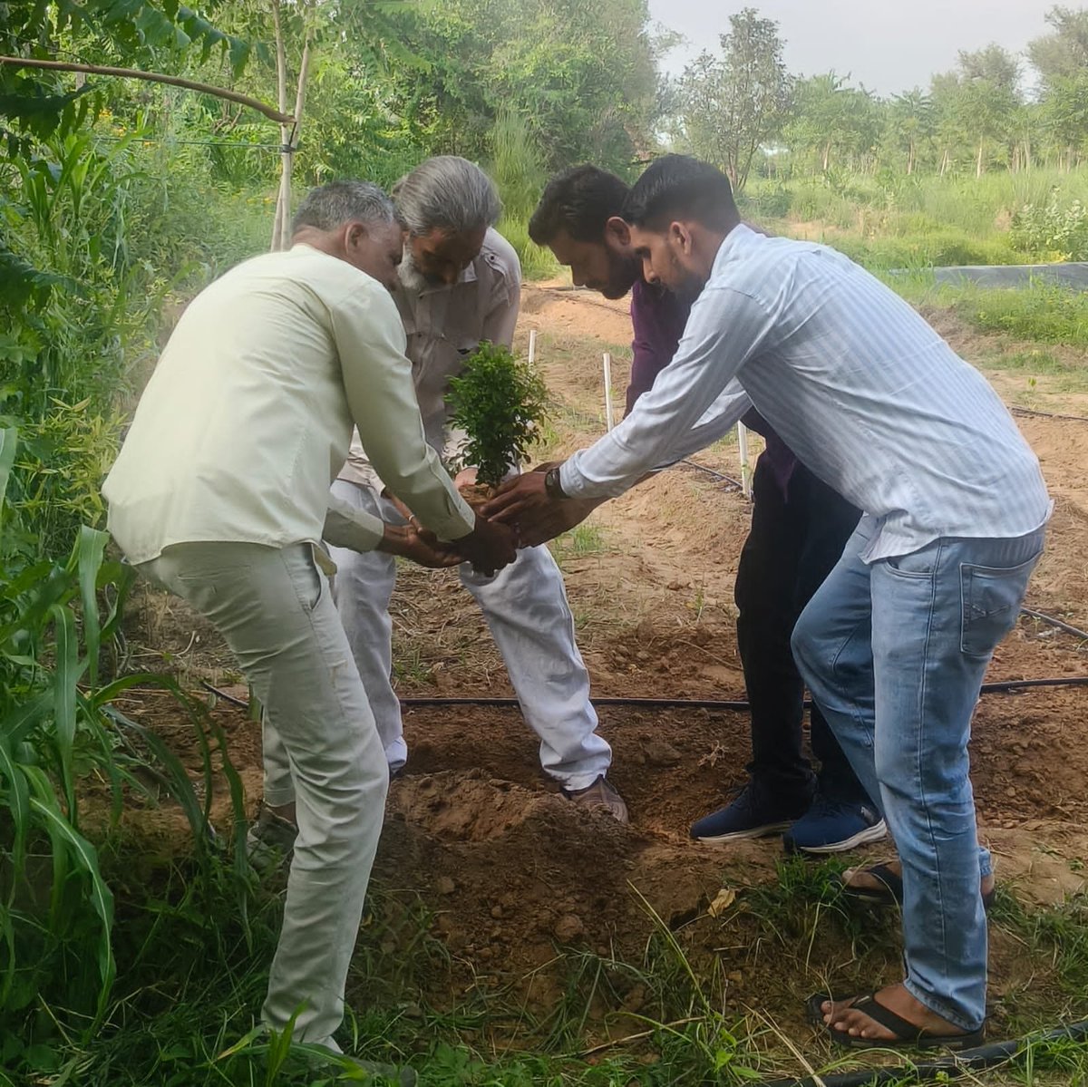 AwanaSurendra's tweet photo. #s_awana_plantation https://t.co/njsHLaTrIa