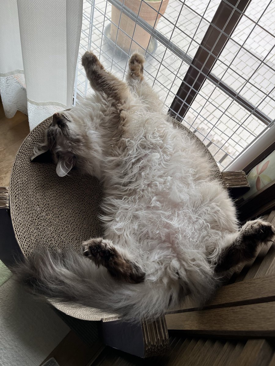 h26443363's tweet photo. 今日の猫の開き🐱🐟
#猫 https://t.co/vTa0fbCHJP