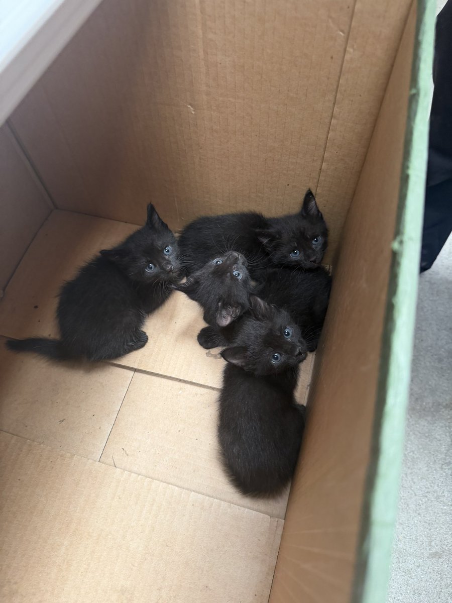 takka172's tweet photo. 黒猫4匹
キジトラ1匹
生後1ヶ月前後
全員保護できないので誰か保護お願いします🥲
#保護猫 https://t.co/1ci229tD7j