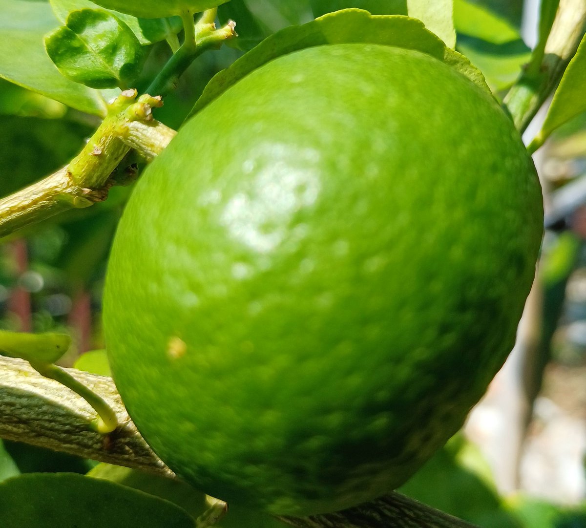 HansBosshard's tweet photo. 🍋 Stop throwing away this Thai super-fruit! 👉
One tiny Manao (มะนาว) a day = stronger immunity, flat belly, glowing skin + natural detox. Thais have known this for centuries!
Are you using it right? 👇 https://t.co/a07XxrHZrp 
#ThaiLime #Manao #HuaHinServices https://t.co/4oZ3z6iC3C