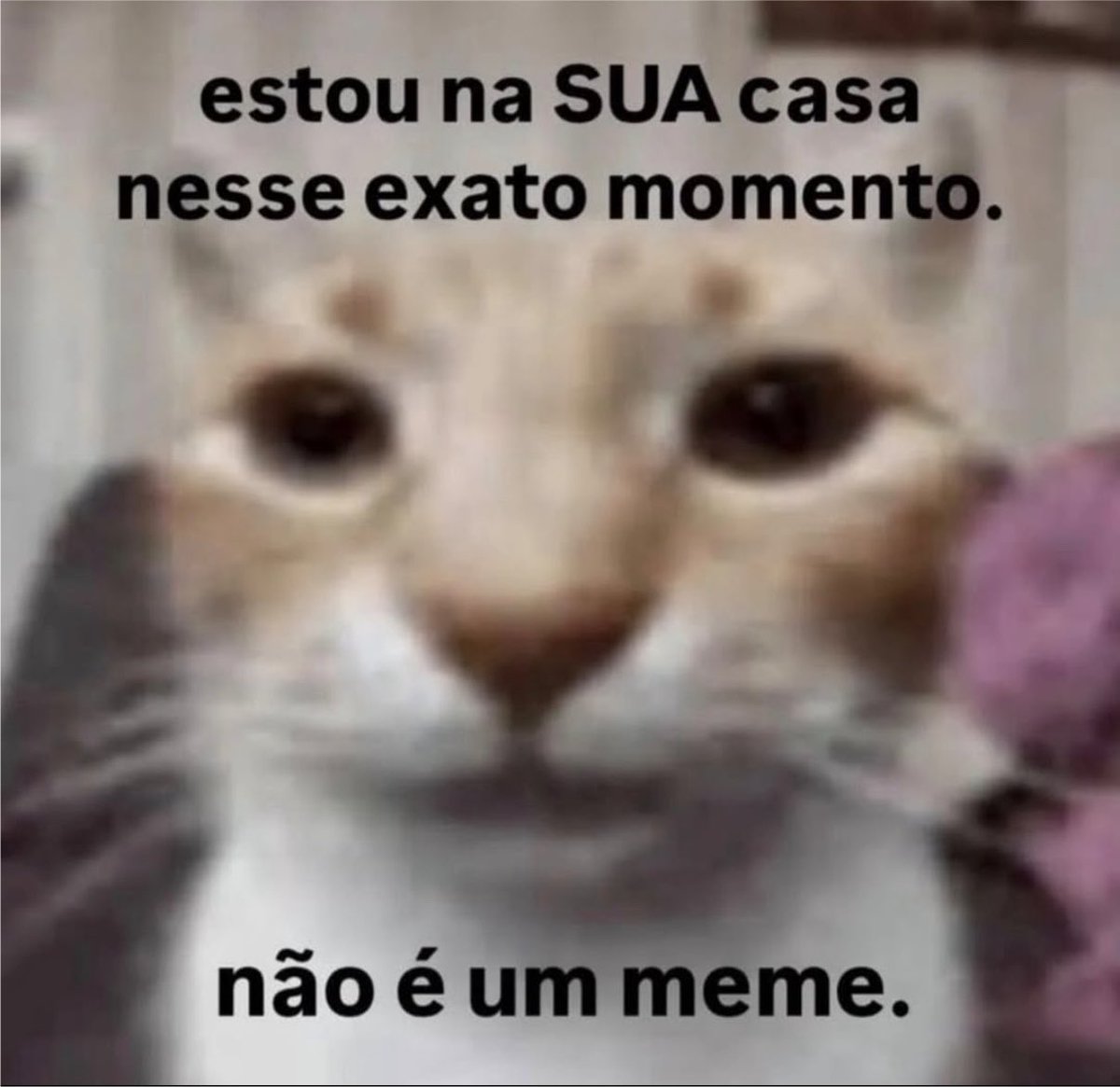 gatos fazendo gatices tweet media