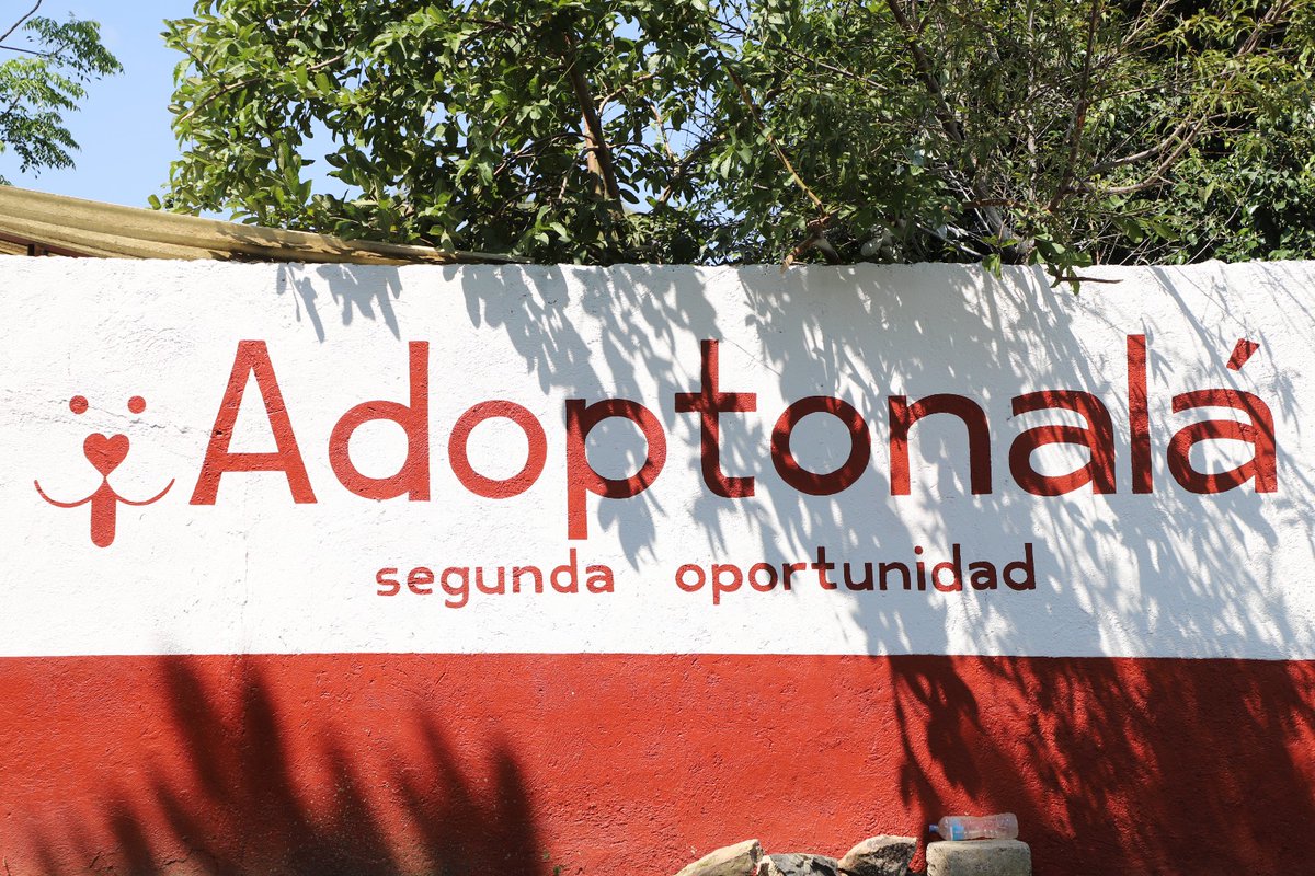 tonaladehoy's tweet photo. El @gobierno_tonala  inauguró "Adoptonalá", un nuevo espacio dedicado a la adopción responsable de perros y gatos rescatados. El proyecto refuerza la estrategia de bienestar animal del municipio, que también incluye cirugías gratuitas con la unidad móvil de esterilización. https://t.co/3hQe6GtQWN