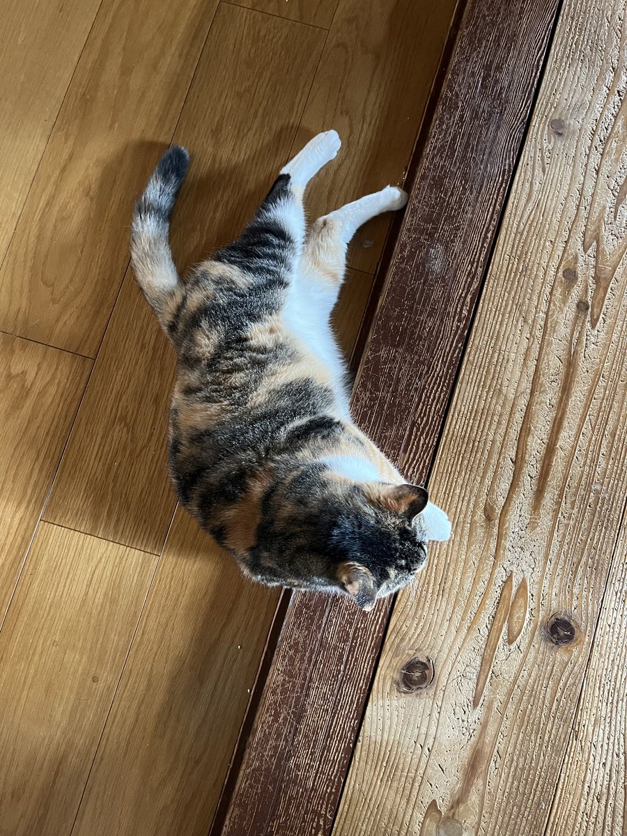 Kyukine5's tweet photo. 掃除の行く手を阻む
オチ猫

 #猫と暮らす  #三毛猫  #ハチワレ 
 #黒長毛  #猫 https://t.co/EumkoD9fsC
