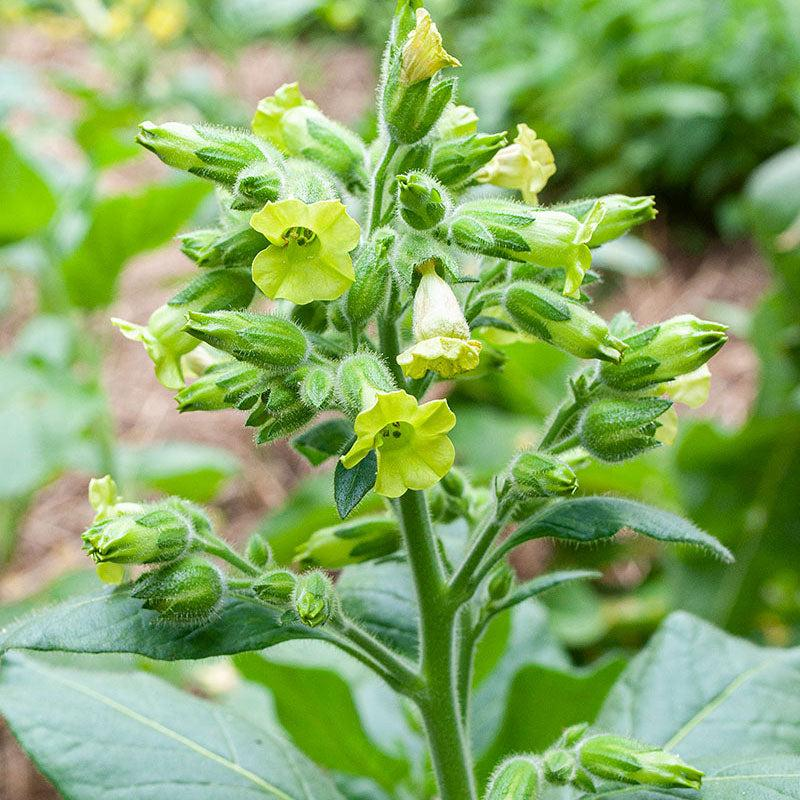 WomanDefiner's tweet photo. Found out today there is a wild form of tobacco called Nicotiana rustica that has 9x the nicotine contents of regular tobacco. Imagine making pouches out of this stuff. https://t.co/yRTa68xcqR