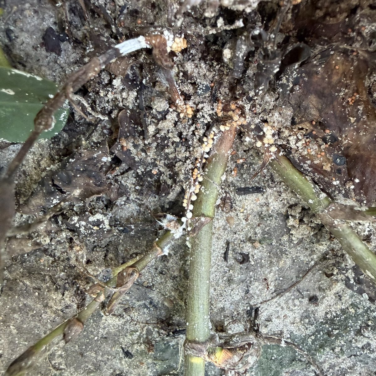 TurnrowTalker's tweet photo. @baldpathologist You might like this better 😬 https://t.co/3cbMMZ7huM