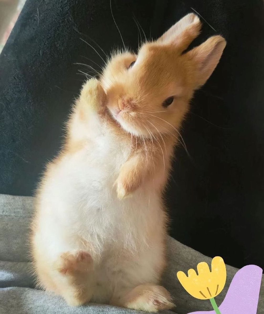 RabbitLoversUSA's tweet photo. Hello 👋 https://t.co/XS16xezO16