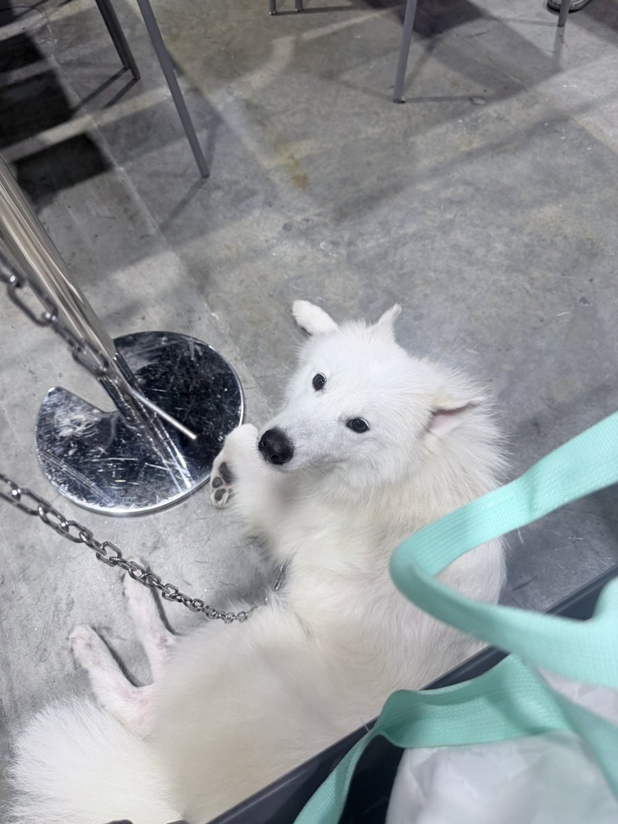 Kengkeng_lovely's tweet photo. โผล่งานหมาค่ะ
#PetExpoChampionship2026 #PetExpo #DogLover https://t.co/7Yt35X8dwn