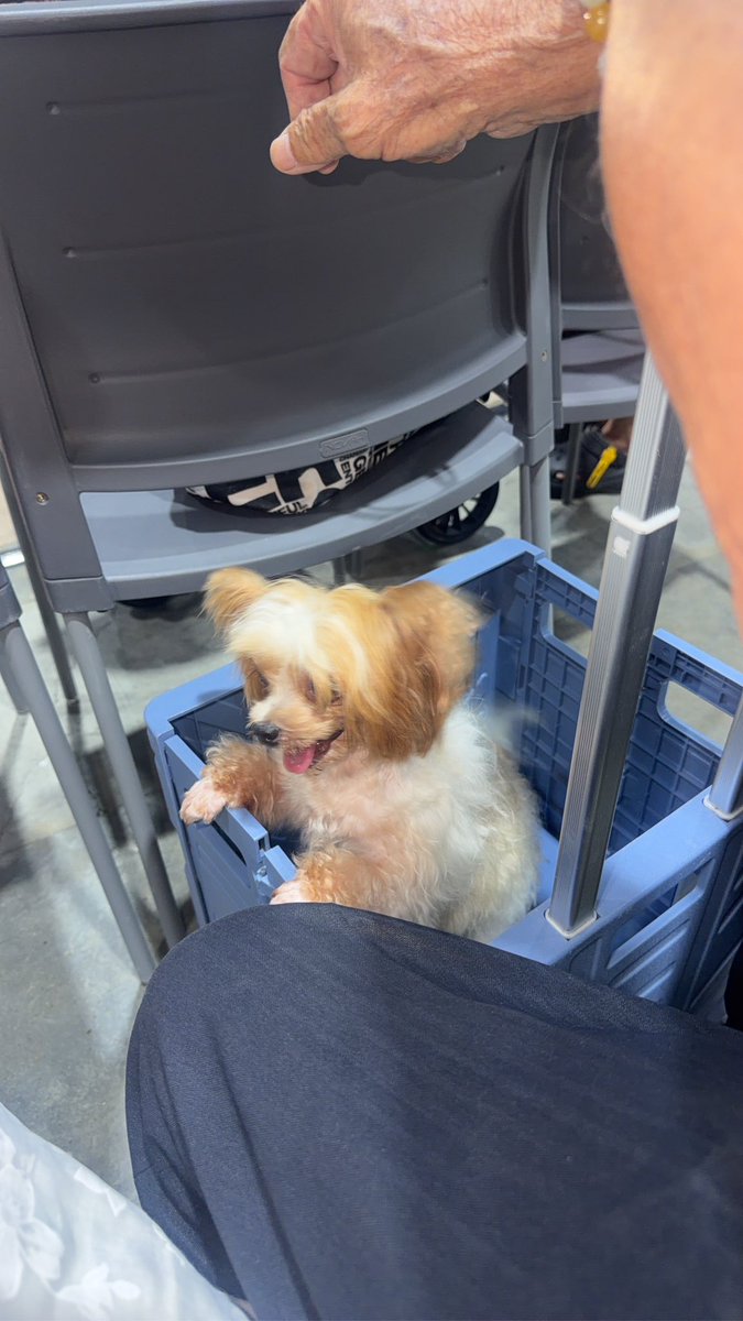 Kengkeng_lovely's tweet photo. โผล่งานหมาค่ะ
#PetExpoChampionship2026 #PetExpo #DogLover https://t.co/7Yt35X8dwn