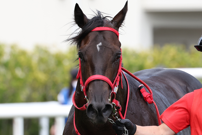 gallop_keiba tweet picture