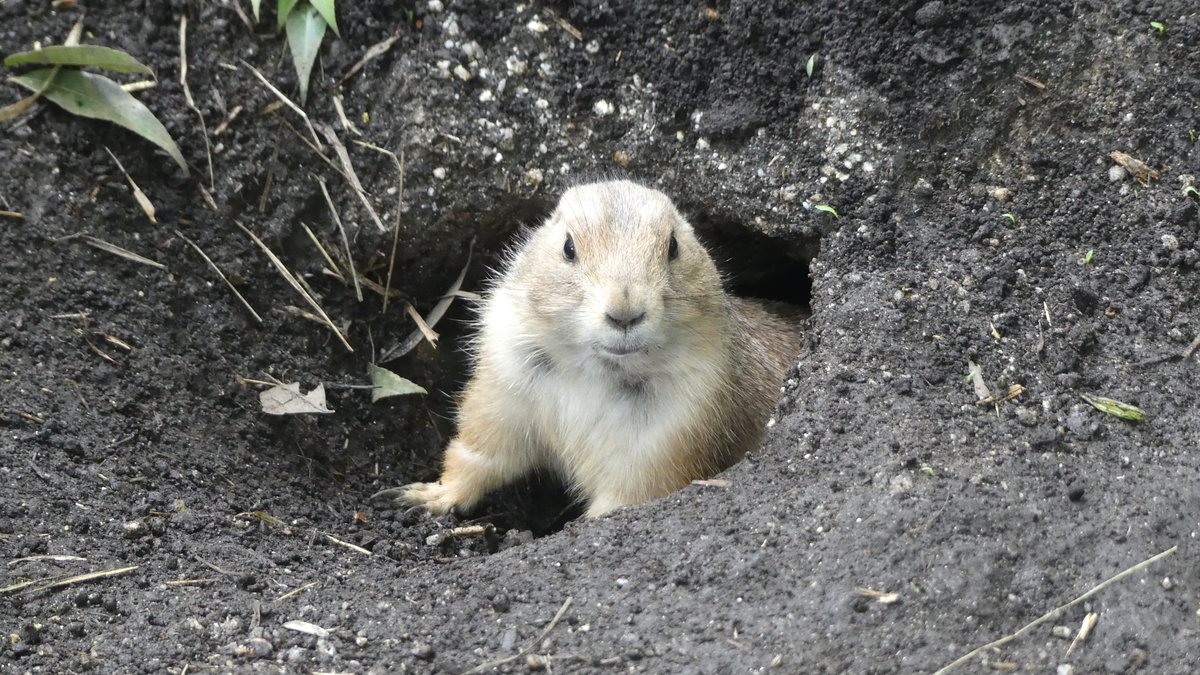 UenoZooGardens's tweet photo. おはようございます。
上野動物園の開園をお知らせします。

#オグロプレーリードッグ 
#上野動物園 https://t.co/IGGdAQzzDc