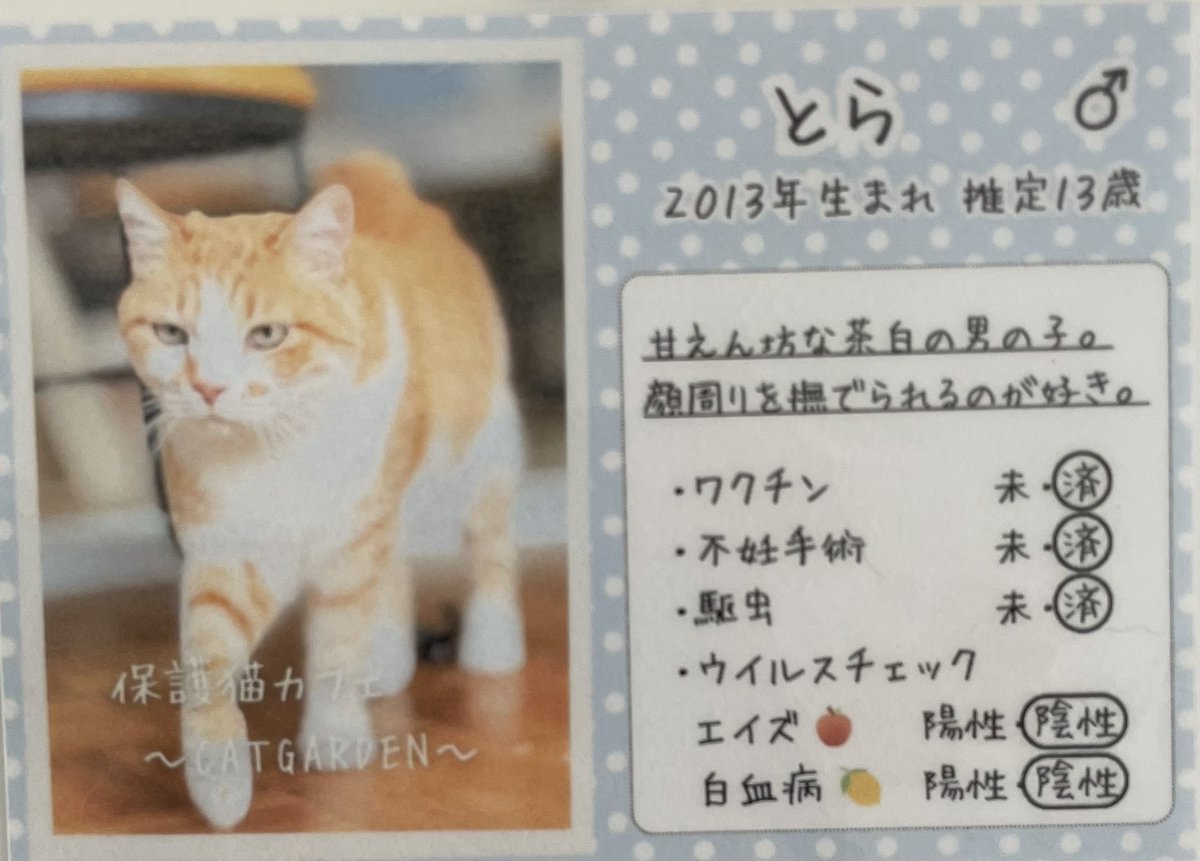 catgarden138's tweet photo. 🐈里親様募集中🐈

No.１
★とら　　13歳　　♂

人が大好きで優しい性格🎶
普段はゆっくり過ごすことが多いですが
遊ぶ事も大好きなとら君🐈

ずっとのお家探してます🏠

#キャットガーデン
#保護猫
#里親様募集 https://t.co/MmgZe538Vd