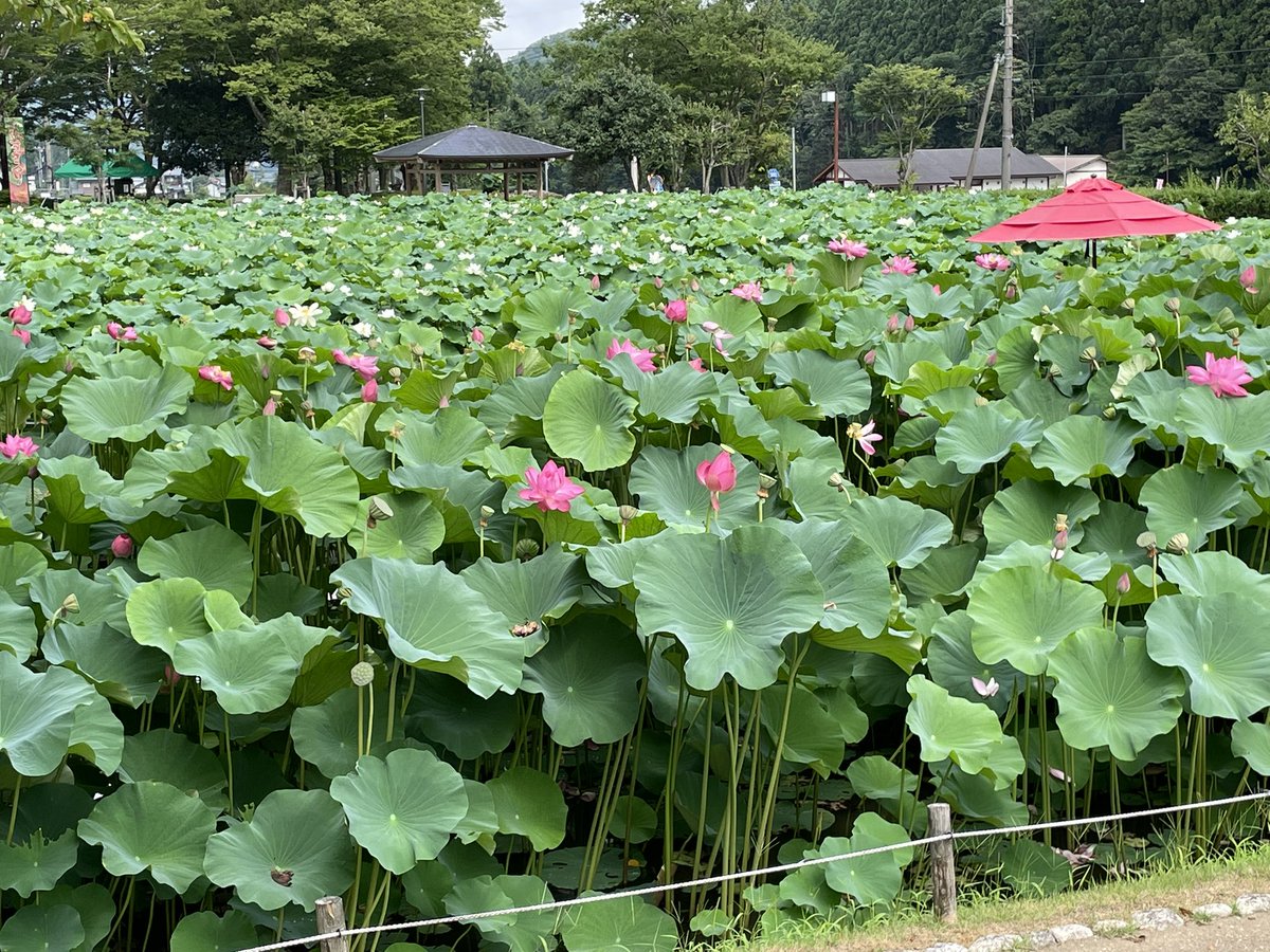 sugeze's tweet photo. 今年は、旅行の時期を早めたので、花はす祭りの花はす温泉に泊まり、じっくり
お花見。
湿度半端なくて暑かった。

#ロボホン
#花はす祭り https://t.co/4oi7EOIh8j