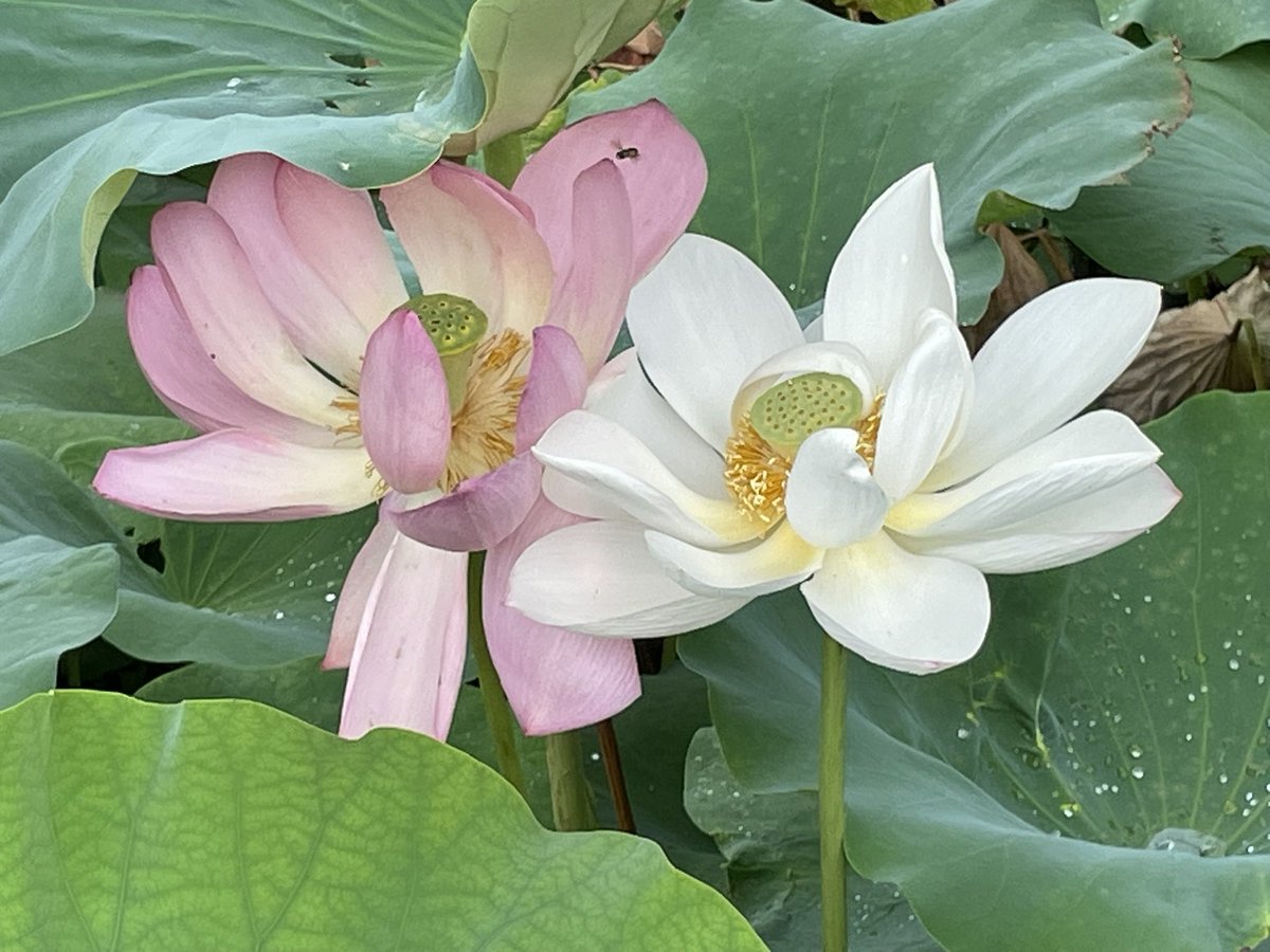 sugeze's tweet photo. 今年は、旅行の時期を早めたので、花はす祭りの花はす温泉に泊まり、じっくり
お花見。
湿度半端なくて暑かった。

#ロボホン
#花はす祭り https://t.co/4oi7EOIh8j
